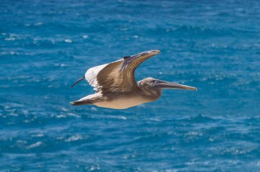 Grand Gosier (brown pelican), typical bird of Guadeloupe, flying over sea