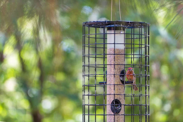 Green Garden Scene Large Seed Bird Feeder Small Red Bird — Stock Photo, Image