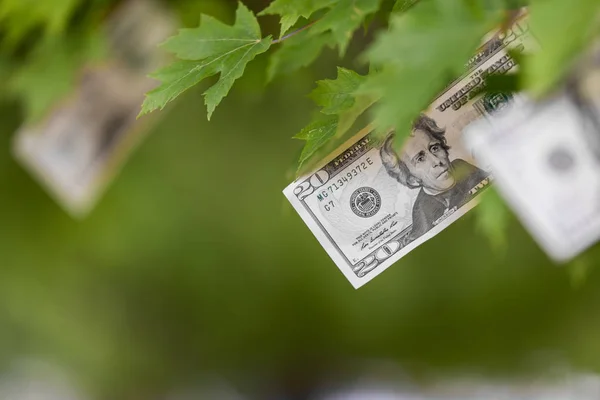 Geld, das auf Bäumen wächst, US-Währung Dollar, Ernte, Geldbaum, Finanzierungskonzept Aktien, Investitionen, passives Einkommen, Erbschaften, Darlehen, Sparen, Geld wächst nicht auf Bäumen — Stockbild Geld, das am Baum wächst, Ernte — Stockfoto