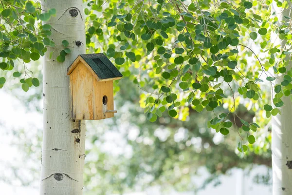 Quaking ポプラの木立の中の鳥の家 — ストック写真