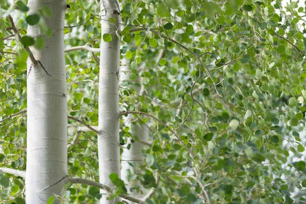Green Foliage White Trunks Quaking Aspen Trees — Stock Photo, Image