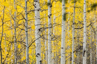 Sonbaharda parlak sarı yapraklarla titreyen beyaz dallar.