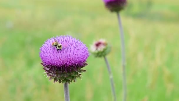 Large Bee Flies Purple Flowers Mountain Meadow — Stock Video