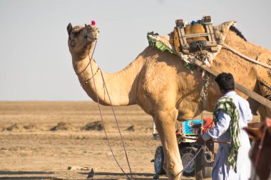 Renkli dekore edilmiş deve ve sahibi birlikte turistlerin bir yolculuk almak için bekliyor ayakta