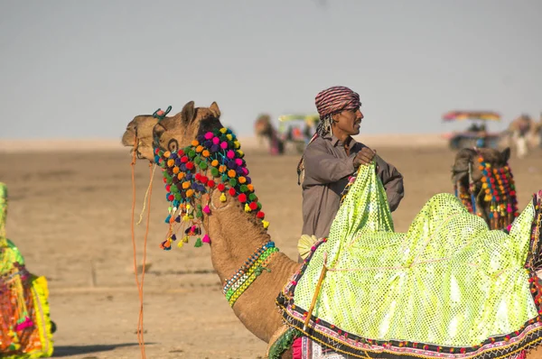 Camel herder owner stands near colorfully decorated camel in Gujarat India — Stock Photo, Image