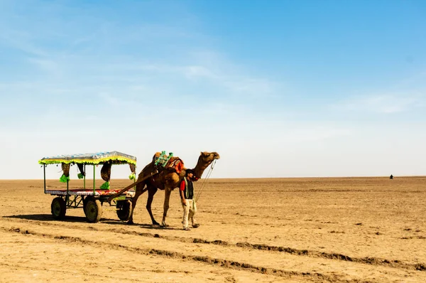 Carro de camello en la amplia extensión de Rann de Kutchh gujarat india — Foto de Stock