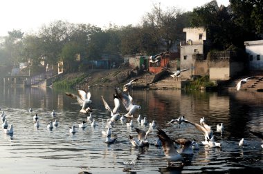 erken mor sırasında Delhi yamuna ghat bir nehir üzerinde martılar
