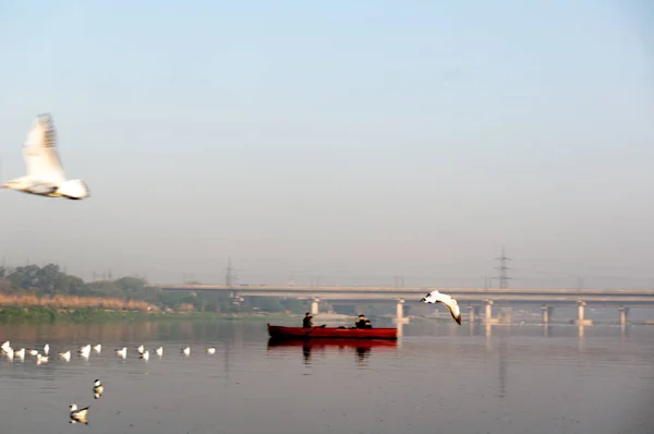 カモメの真ん中で早朝に川の中に漕ぐ赤いボート — ストック写真