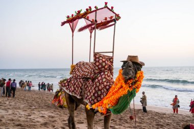 Bir şapka, çelenk ve bir palanquin ile sahilde Deve