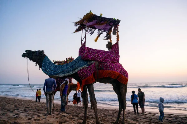 Camello en la playa con sombrero, guirnaldas y palanquín — Foto de Stock