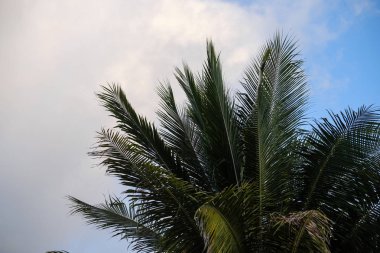 Palmiye ve mavi gökyüzü bulutlu