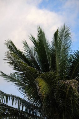Palmiye ve mavi gökyüzü bulutlu