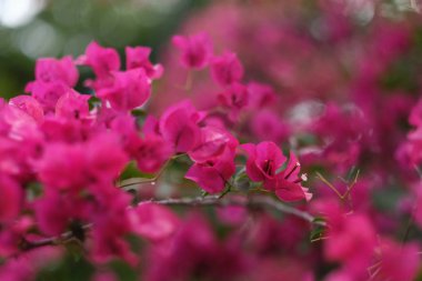 ağaçta yetişir parlak pembe çiçek