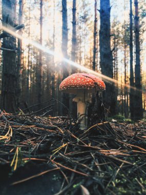 Orman ve onun güneş üzerinde düşen mantar