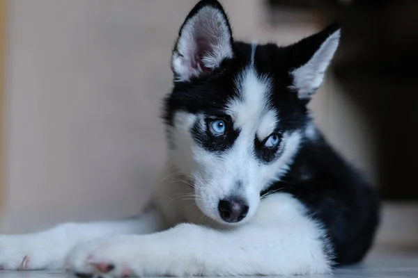 Aranyos Kiskutya Husky Lány — Stock Fotó