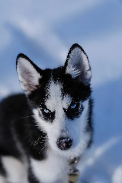 Filhote Cachorro Husky Caminha Dia Ensolarado Inverno — Fotografia de Stock