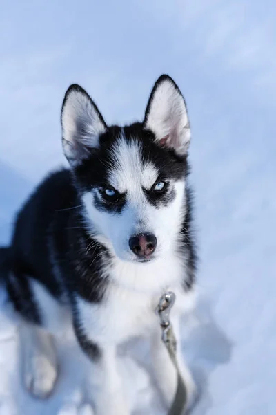 Husky Szczeniak Patrzy Się Nas — Zdjęcie stockowe