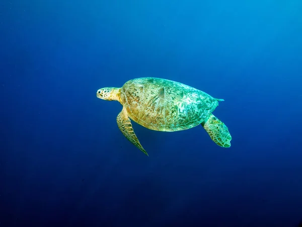 Żółw Kolorze Niebieskim — Zdjęcie stockowe