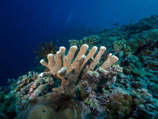 Colorata Vita Reef Tubbataha — Foto Stock