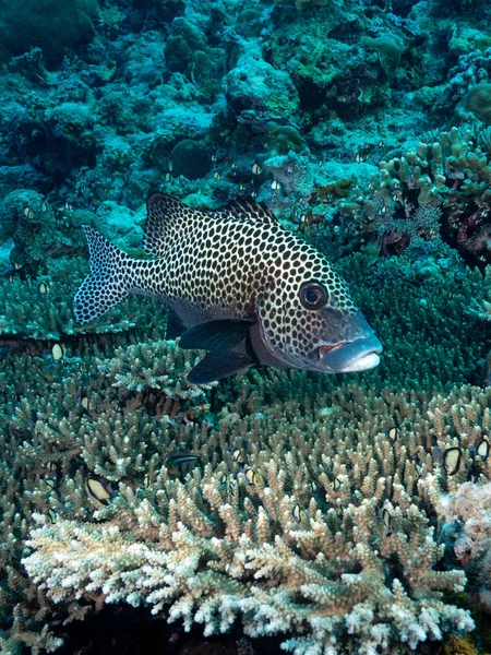 Labbro Dolce Nella Barriera Corallina — Foto Stock