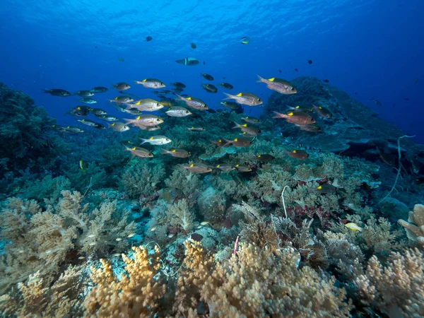 Scuola Pesce Nella Barriera Corallina — Foto Stock