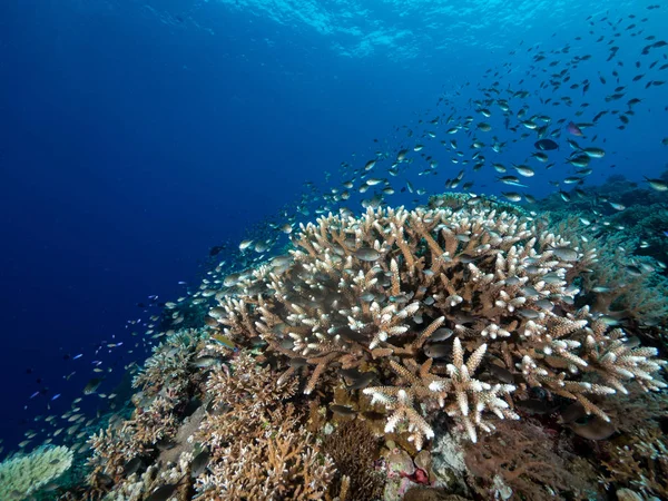 Colorata Vita Della Barriera Corallina Nell Oceano — Foto Stock