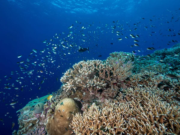 Colorata Vita Della Barriera Corallina Nell Oceano — Foto Stock