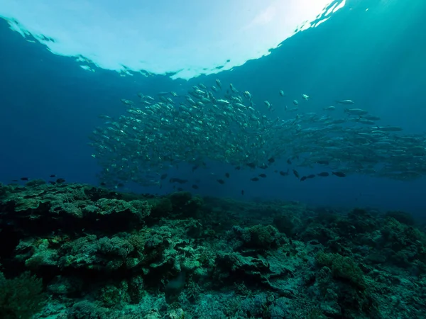 Scuola Pesce Nella Barriera Corallina — Foto Stock