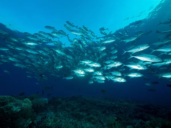 school of fish in reef