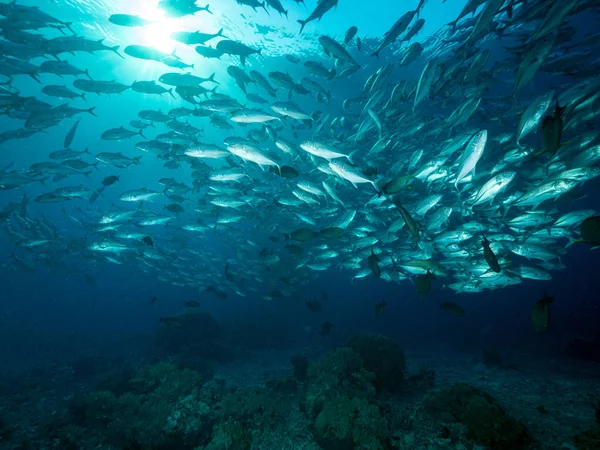 École Poissons Dans Récif — Photo