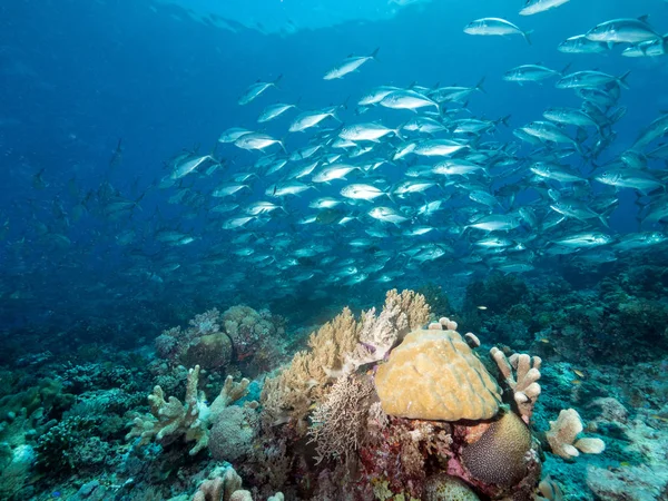 Scuola Pesce Nella Barriera Corallina — Foto Stock