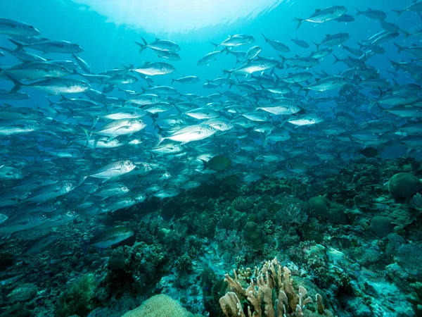 Scuola Pesce Nella Barriera Corallina — Foto Stock