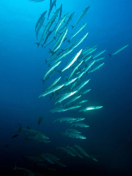 Scuola Barracuda Nel Blu — Foto Stock