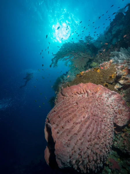 Reeflife Colorato Tubbataha — Foto Stock