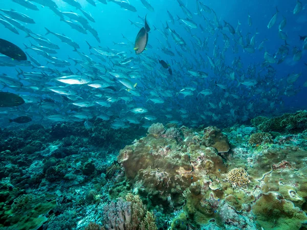 Scuola Pesce Nella Barriera Corallina — Foto Stock