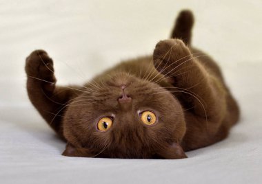 Onun arkasında yatan İngiliz kısa saçlı kahverengi kedi. 