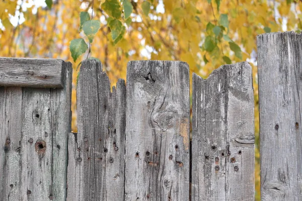 a wooden old fence and in the background yellow autumn leaves