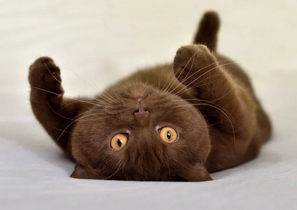 British short hair  brown cat lying on his back.