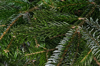 Ladin closeup seçici odak dalları. yeşil Noel arka plan