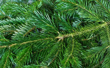 Ladin closeup seçici odak dalları. yeşil Noel arka plan
