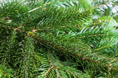 Ladin closeup seçici odak dalları. yeşil Noel arka plan
