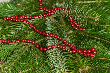 Ladin şube ve Noel ağacı ışıkları kırmızı portre, 
