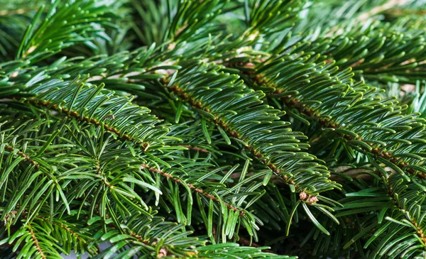 Closeup Spruce Branches Selective Focus Green Christmas Background — Stock Photo, Image