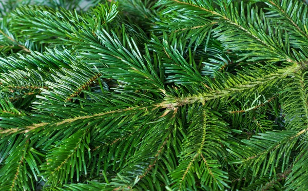 Primer Plano Las Ramas Abeto Enfoque Selectivo Fondo Navidad Verde — Foto de Stock