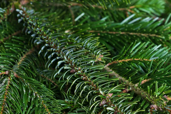 Gros Plan Des Branches Épinette Foyer Sélectif Fond Noël Vert — Photo