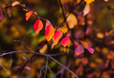 Sonbahar parlak renkler. Sonbahar yaprakları closeup. Seçici yumuşak odak. Sonbahar Bokeh.