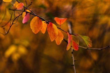Sonbahar parlak renkler. Sonbahar yaprakları closeup. Seçici yumuşak odak. Sonbahar Bokeh.