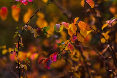 Sonbahar parlak renkler. Sonbahar yaprakları closeup. Seçici yumuşak odak. Sonbahar Bokeh.