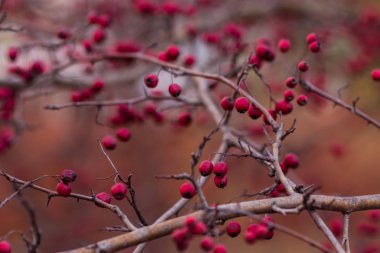 Alıç bush meyveleri olan ve olmayan geç sonbaharda bırakır. seçici odak.