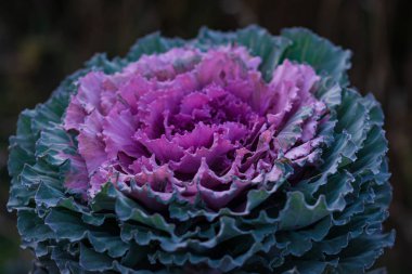 Dekoratif mor lahana (Brassica oleracea yakın çekim)